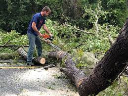 Best Palm Tree Trimming  in Rayne, LA